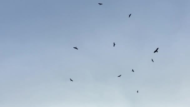 空を飛ぶハゲワシやカラスは 腐った動物の死体を埋め立て地で空を飛ぶ 低角度表示の検索 — ストック動画