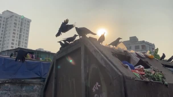 Cuervos Posan Vuelan Cubo Basura Bangladesh Cuestiones Medioambientales — Vídeos de Stock
