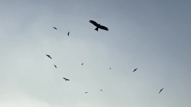 Vultures Flying Sky Dead Rotten Body Conceptual Footage — Stock Video