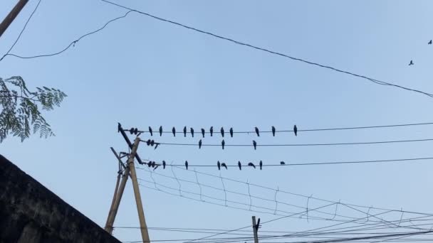 Låg Vinkel Syn Flock Crows Uppe Landsbygden Elektriska Kraftledningar Dhaka — Stockvideo