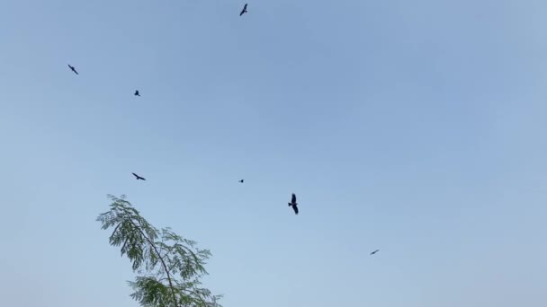 Manada Cuervos Volando Por Encima Estación Tren Ferrocarril Dhaka Bangladesh — Vídeos de Stock
