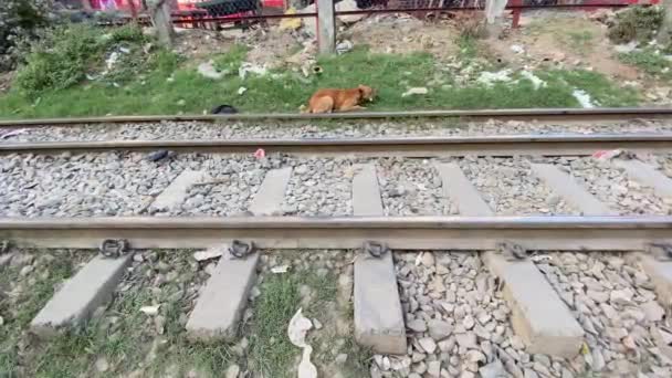 Hunden Äter Något Sidan Järnvägsspåren Videor — Stockvideo