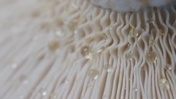 蘑菇发光 表面有水滴 非常近的视野 平底锅 — 图库视频影像