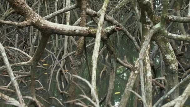 Mangroveskogens Rotsystem Tropiska Vatten — Stockvideo