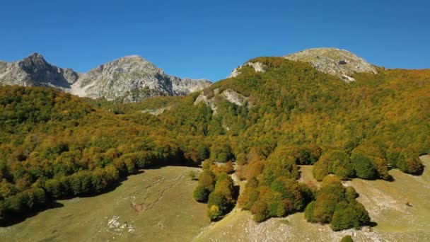 Forest Mountains Abruzzo National Park Sunny Autumn Day Italy Aerial — Stock Video