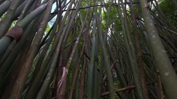 Széles Látószögű Mozgókép Bambusz Szárakról Sűrű Lombozattal — Stock videók