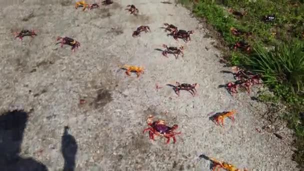 Crabes Sur Leur Migration Annuelle Havane Cuba Approche — Video