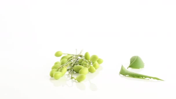 Δύο Φύλλα Neem Φυλλάδια Δέσμη Πράσινων Φρούτων Neem Περιστροφή 360 — Αρχείο Βίντεο