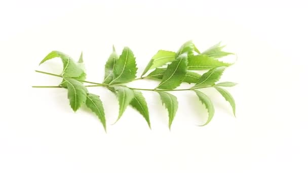 绿色尼姆叶的白色背景 — 图库视频影像