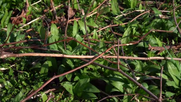 Reynoutria Japonica Kuzey Amerika Avrupa Zararlı Istilacı Bir Tür Olarak — Stok video