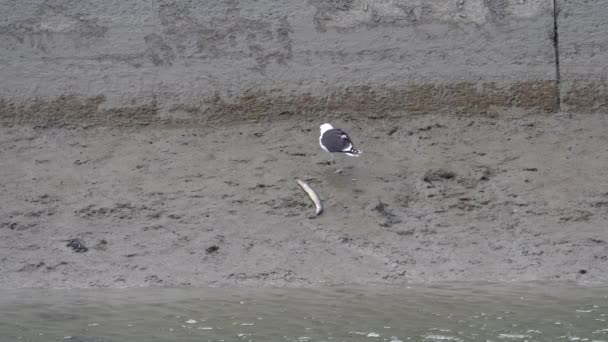 Hungry Gull Pooping Dead Heel Mud Bank River — Stock Video