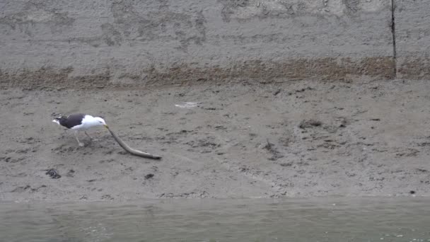 Gaviota Está Tirando Una Anguila Muerta Orilla Río Estático — Vídeo de stock