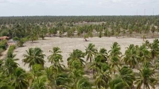 Тисячі Пальм Острові Гуахіру Бразилія — стокове відео
