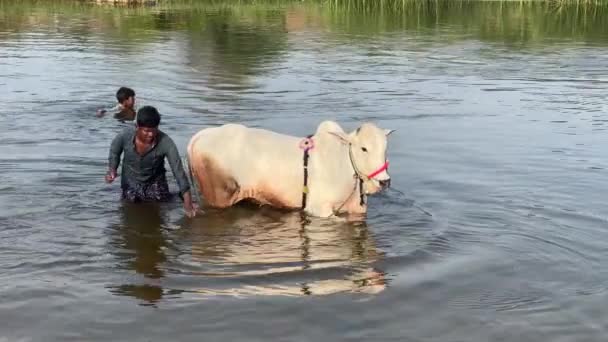 Statyczny Strzał Krowy Ochładza Się Bierze Kąpiel Stoi Rzece Chłopiec — Wideo stockowe