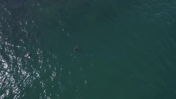 Deniz Kaplumbağasının Yazın Denizde Yüzüşünü Gösteren Hava Manzarası — Stok video