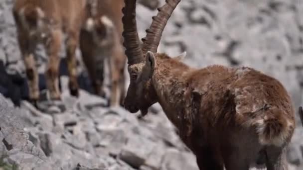 Tiro Macho Ibex Uma Encosta Montanha Rochosa Com Enorme Chifre — Vídeo de Stock
