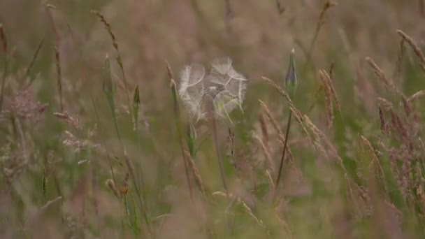 在田里摇曳着的谷类作物的中部 常见的蒲公英种子头颅 慢动作 — 图库视频影像