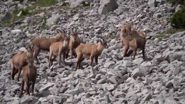 Iberian Ibex Dağ Keçisi Bir Kayanın Içinde Capra Pyrenaica — Stok video