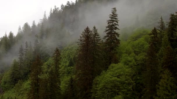 Alaska Misty Fjorden Rudyerd Bay Mist Wolk Zweven Door Bomen — Stockvideo