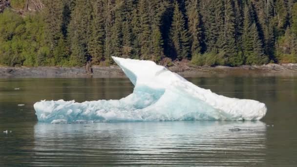 Endicott Arm Alaska Iceberg Galleggiante Nel Fiordo Endicott Arm — Video Stock