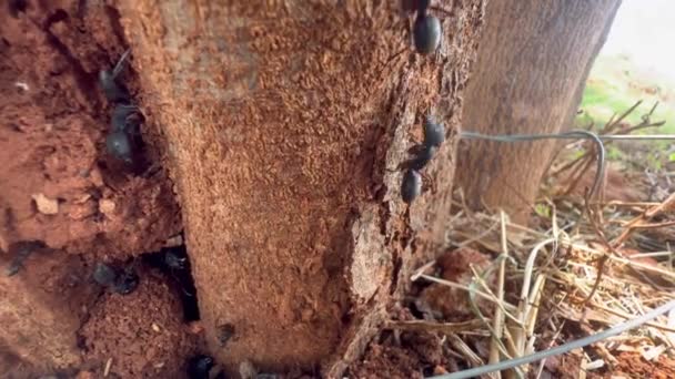 Zbliżenie Ujęcia Wielkiej Kolonii Czarnych Mrówek Łodydze Drzewa Zajęty Poszukiwaniem — Wideo stockowe