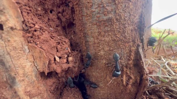 Blízký Záběr Několika Černých Mravenců Běhá Stromě Úžasné Video Přírody — Stock video