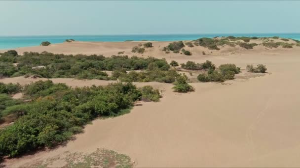 Luftaufnahme Mit Blick Auf Details Von Pflanzen Und Sand Den — Stockvideo