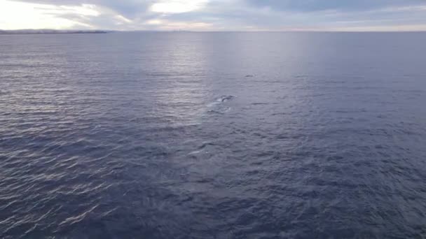 Горбаті Кити Плавають Відкритому Морі Світанку Повітрям — стокове відео