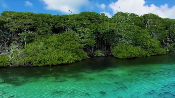 清澈蓝水红树林自然保护区航行 委内瑞拉洛斯罗克 — 图库视频影像