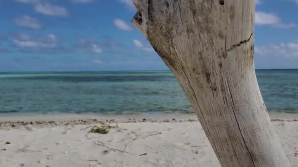 Paisagem Praia Solitária Com Foco Tronco Árvore Seca Praia Areia — Vídeo de Stock