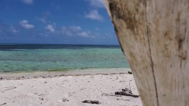 Pov Watch Praia Solitária Com Tronco Árvore Seca Areia Branca — Vídeo de Stock