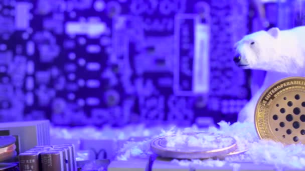 カルダノAda白いホッキョクグマと物理コイン マザーボード上の雪 青の背景 — ストック動画