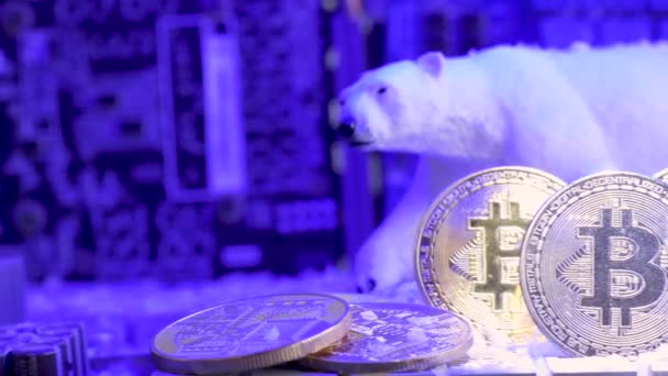 Bitcoin Crypto Coin Market Crash Концепт Зимовий Полярний Ведмідь Три — стокове відео