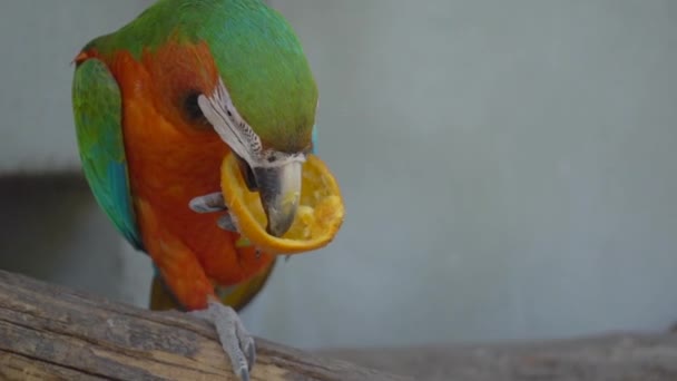 Kırmızı Kırmızı Kırmızı Kırmızı Macaw Papağanı Nın Kapanışı Yarım Portakal — Stok video