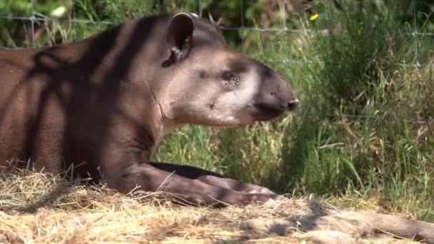 Tapir Sudamericano Perezoso Tapirus Terrestris Acostado Cerca — Vídeo de stock