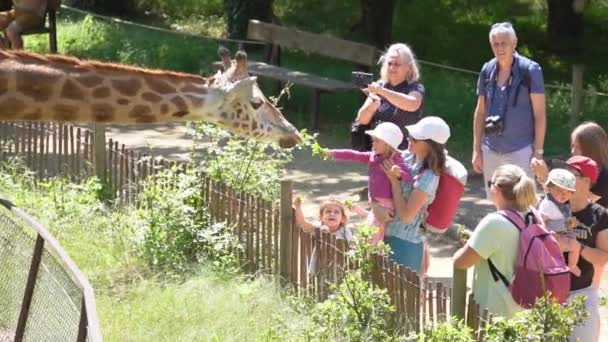 Mor Viser Giraf Første Gang Til Sin Knægt Livsstilserfaring – Stock-video