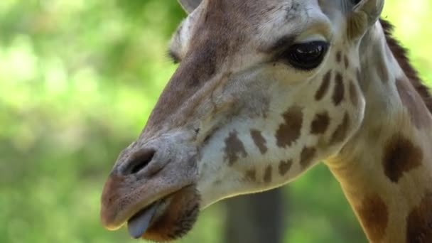 长颈鹿脑袋在动物园里被射中的宏观镜头 — 图库视频影像