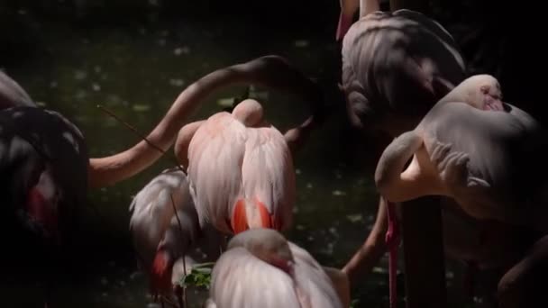 Een Flamboyance Van Flamingo Waden Het Water Close — Stockvideo