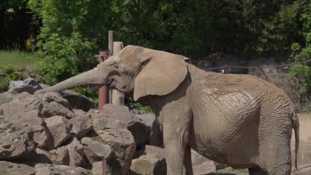 Elefante Africano Loxodonta Africana Mangiare Cibo Con Suo Tronco Nella — Video Stock