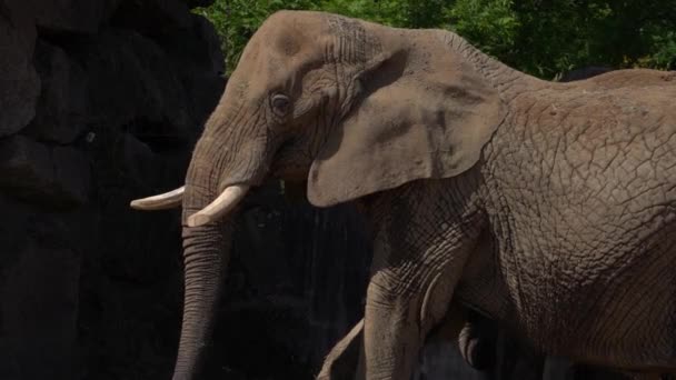 Primer Plano Gran Elefante Africano Zoológico — Vídeos de Stock