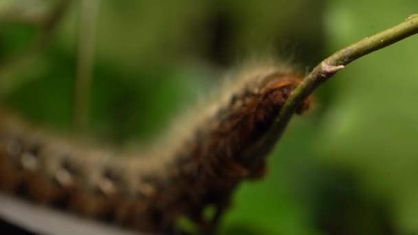Lasiocampa Quercus Crawling Thin Branch Makro — Wideo stockowe