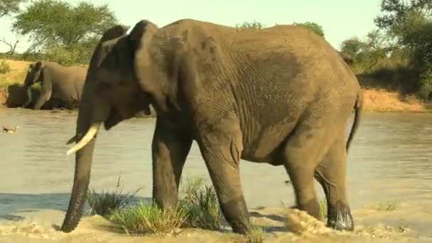 Suave Firme Clip Una Manada Elefantes Enfriándose Río Con Ganso — Vídeos de Stock
