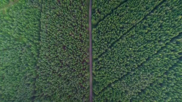 Sentiero Rettilineo Che Attraversa Una Verde Foresta Conifere Vista Aerea — Video Stock