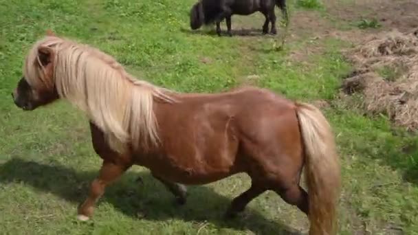 Slow Motion Skott Shetland Ponies Meadow Field Spårning Skott — Stockvideo