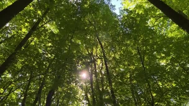 Regardant Vers Haut Lumière Soleil Pointant Travers Couvert Forestier Avec — Video