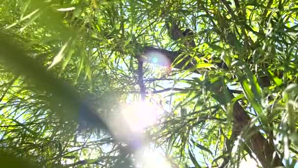 Belle Foglie Verdi Albero Con Luce Del Sole Penetrante Attraverso — Video Stock