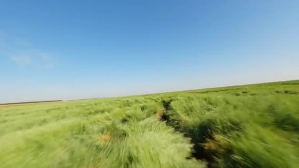Fpv Drone Výstřel Létání Přes Krásné Svěží Zelené Mokřady Přírodní — Stock video