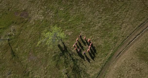 Drone Shot Esploratori Fare Una Formazione Quadrata Sul Campo Erba — Video Stock