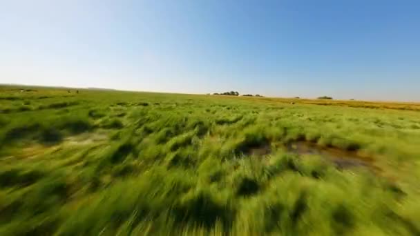 Fpvドローンは 澄んだ青い夏の空の下で保護された湿地の上を高速で飛ぶショット — ストック動画