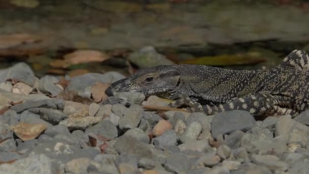 Goanna Rocks Endemic Carnivorous Reptile North Queensland Australia Cerca — Vídeo de stock